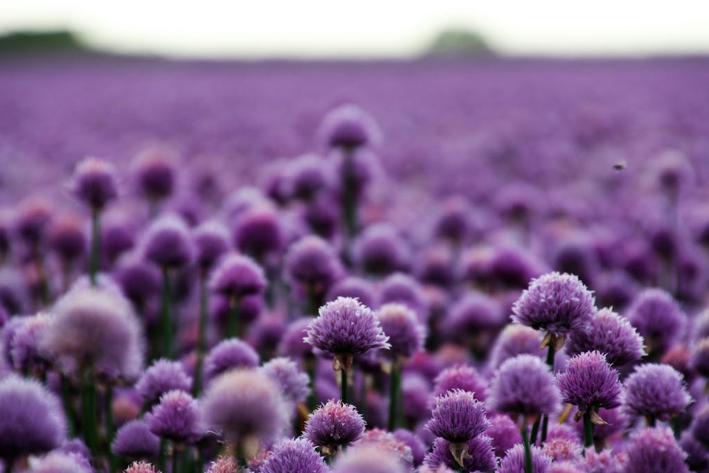 A vast field of purple chive blossoms in Kjellerup, Denmark, exuding spring's vibrant charm.