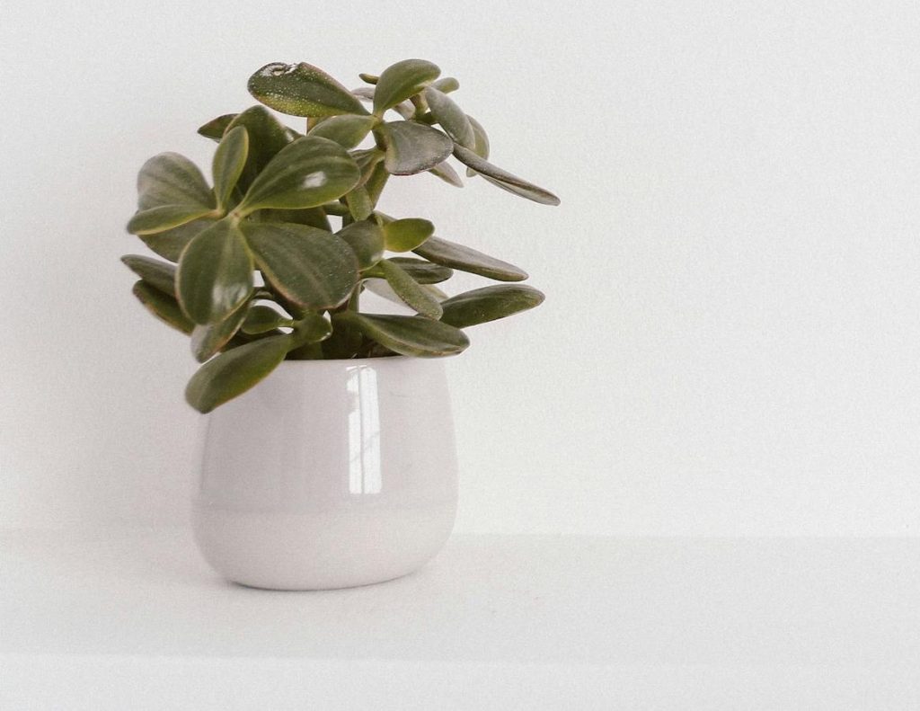 Elegant succulent plant in a white vase on a minimalist white background, ideal for modern decor themes.
